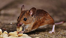 24 Hour & Emergency Exterminators in Saratoga Hls, CA